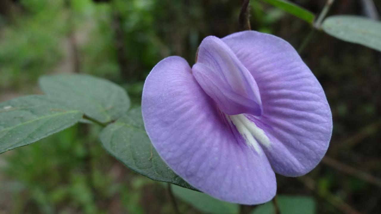 Rumi Wilco Ecolodge&Nature Reserve Vilcabamba Esterno foto